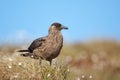 Great skua