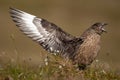 Great skua