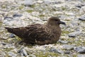 Great Skua - Antarctica