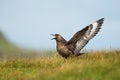 Great skua Bonxie calling, Noss, Shetland, UK