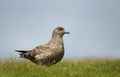 Great skua Bonxie in the meadow Royalty Free Stock Photo