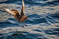 Great Skua Bonxie over the sea Royalty Free Stock Photo