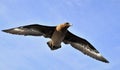 Great Skua