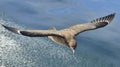 Great Skua Catharacta skua in flight on blue ocean water bac