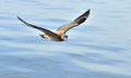 Great Skua Catharacta skua in flight