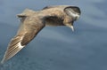 Great Skua Catharacta skua in flight Royalty Free Stock Photo