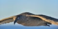 Great Skua Catharacta skua in flight Royalty Free Stock Photo