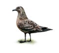 Great Skua Catharacta skua Royalty Free Stock Photo