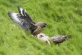 Great Skua - Catharacta skua