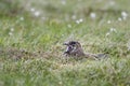 Great Skua - Catharacta skua