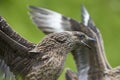 Great Skua - Catharacta skua