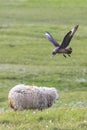 Great skua chasing a sheep near its nest on green gras of Shetland Islands Royalty Free Stock Photo