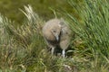 Great Skua chick Royalty Free Stock Photo