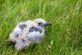 Great Skua Chick in Iceland Royalty Free Stock Photo