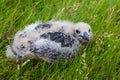 Great Skua Chick in Iceland Royalty Free Stock Photo