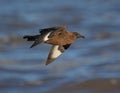 Great Skua