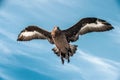 Great Skua in flight on blue sky background.