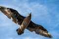 Great Skua in flight on blue sky background. Scientific name: Catharacta skua. Bottom view