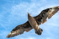 Great Skua in flight on blue sky background. Scientific name:  Catharacta skua. Bottom view Royalty Free Stock Photo