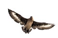 Great Skua in flight. Bottom view on white background.