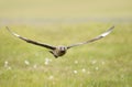 Great Skua in flight in meadow Royalty Free Stock Photo
