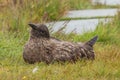 Great Skua looking delighted Royalty Free Stock Photo
