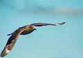 Great Skua