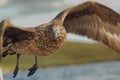 Great Skua