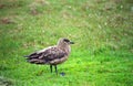 Great skua, Shetland Royalty Free Stock Photo