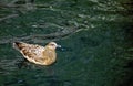 Great skua, Shetland Royalty Free Stock Photo