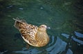 Great skua, Shetland Royalty Free Stock Photo