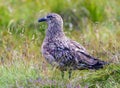 Great Skua standing in the grass near the nest.