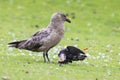 Great skua standing on green grass eating a puffin it killed