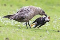 Great skua standing on green grass eating a puffin it killed