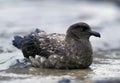 Great skua ( Stercorarius skua )