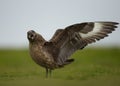 Great skua (Stercorarius skua)