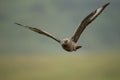 Great skua (Stercorarius skua)