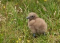 Great skua (Stercorarius skua) Royalty Free Stock Photo