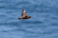 Great skua stercorarius skua in flight over blue sea Royalty Free Stock Photo