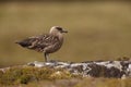 Great skua, Stercorarius skua, Royalty Free Stock Photo