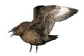 Great skua, Stercorarius skua