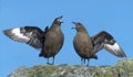 Great skua, Stercorarius skua Royalty Free Stock Photo