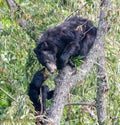 Great Smokey Mountain