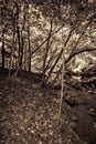 Great Smokey Mountain Park Forest in Sepia Tones Royalty Free Stock Photo