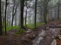 Great Smoky Mountains foggy forest after rainfall. Royalty Free Stock Photo