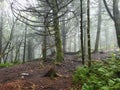 Great Smoky Mountains foggy forest after rainfall. Royalty Free Stock Photo