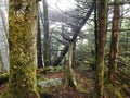 Great Smoky Mountains foggy forest after rainfall. Royalty Free Stock Photo