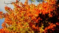 Great Smoky Mountains National Park. Blue Ridge Mountains, North Carolina. Appalachian. autumn foliage. peak fall color Royalty Free Stock Photo
