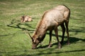 Great Smoky Mountains National Park Elk Wildlife