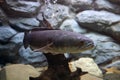 Great snakehead, Giant snakehead fish swimming in the aquarium. Royalty Free Stock Photo
